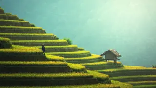 Un campo de arroz.