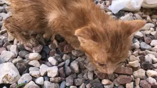 Uno de los gatos rescatados