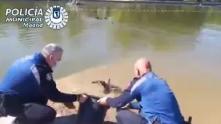 Policías municipales de Madrid devuelven los patos al lago de la Casa de Campo