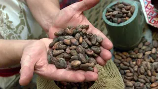 Dentro de cada fruto del árbol del cacao, se acumulan entre 30 y 40 semillas o granos.