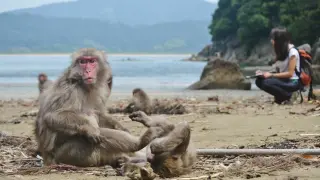 La doctora por la CEU UCH Alba Castellano, durante los experimentos con macacos japoneses en la isla japonesa de Koshima.