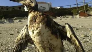 Una ave marina manchada con petróleo.