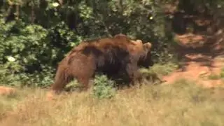 Un oso ataca a una mujer en Cangas del Narcea, Asturias