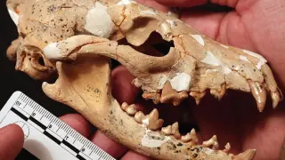 Eucyon Khoikhoi skull.