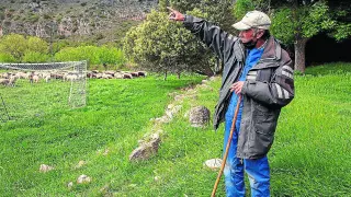 Antonio Berdejo pastorea el rebaño de Ángel Sisamón, ganadero de la localidad zaragozana de Berdejo.