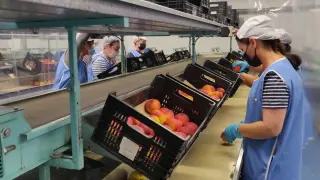 Trabajadores clasificando fruta en uno de los almacenes del grupo Casas en Fraga.