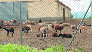 Una explotación de ganado ovino en La Puebla de Valverde