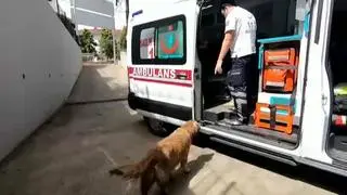 Un perro persigue la ambulancia que traslada a su dueña hasta un hospital de Estambul