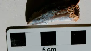 Diente de tiburón encontrado, por pura casualidad, en un afloramiento de Sobrarbe y depositado en el Museo de Ciencias Naturales de la Universidad de Zaragoza.