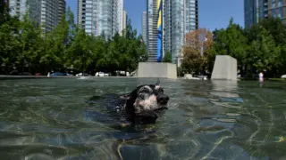 Un perro se refresca en una fuente de la ciudad de Vancouver