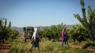 Temporeros recogen cerezas en un campo de Aniñón.