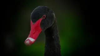 black-swan-5246774_1920