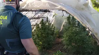 Cultivo de marihuana en Calomarde