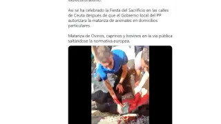 Captura del tuit emitido por la diputada de Vox Teresa López denunciando el sacrificio de una vaca en las calles de Ceuta.