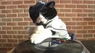 El gato DJ que despierta a los vecinos de Lugo