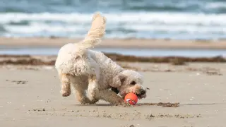Un perro jugando en la playa.