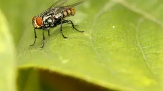 ¿Por qué es tan difícil matar una mosca?