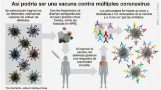 Varios proyectos están empezando a buscar una vacuna que sea eficaz contra todos o la mayoría de los coronavirus. Eso nos permitiría estar preparados frente a un virus aún por extenderse o incluso por aparecer.