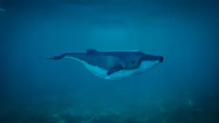 whale-1696051_1920