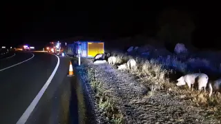 Varios cerdos desperdigados en la carretera tras el accidente