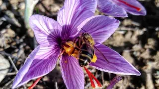 Una abeja, captada en el momento en que recoge polen en una flor de azafrán en Laspuña.
