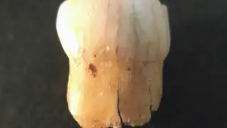 Una de las piezas dentales sobre las que se ha realizado el estudio, proveniente de la cueva de El Castillo (Cantabria).