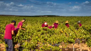 Aragón cuenta con más de 4.000 familias de viticultores y 36.000 hectáreas de viñedos.