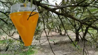 La presencia de la mosca del olivo repercute de manera negativa en la salud de los árboles.