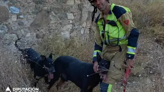 Rescate de dos perros
