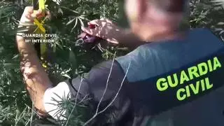 La Guardia Civil desmantela una plantación de marihuana en Mequinenza
