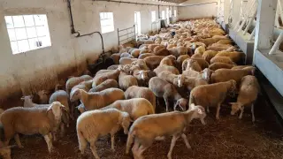 Los primeros corderos inmunizados contra la lengua azul salen de Baleares rumbo a Teruel