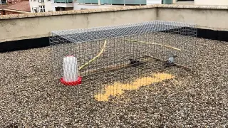 Una de las jaulas utilizadas para la captura de palomas en Monzón.