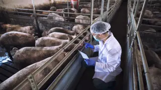 Las nuevas tecnologías son clave para la aplicación de muchas de las investigaciones del sector porcino.