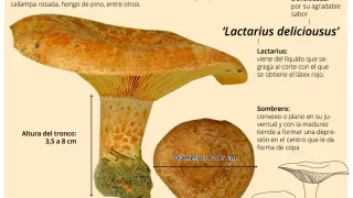 El rebollón es un hongo muy apreciado en Aragón