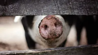 En el primer trimestre de 2021, se contabilizaron en España 88.437 explotaciones de porcino.