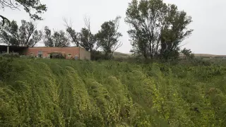 La Guardia Civil investiga el crimen de un vigilante en una plantación de cáñamo en Pleitas