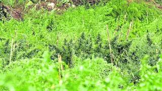 Las plantas de cáñamo de la finca asomaban el domingo por encima del resto de la vegetación