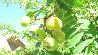 Drupas o frutos de acerolo o ‘Sorbus domestica’, de apariencia muy similar a las manzanas.