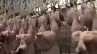 Los establecimientos denuncian que se acumulan los cadáveres de animales sin que puedan ser llevados al matadero