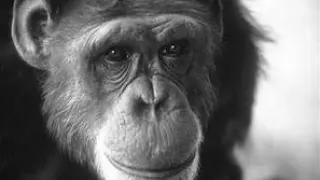 La chimpancé Washoe (1965-2007)