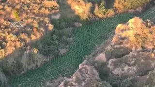 Desmantelada la mayor plantación de marihuana en la provincia de Huesca