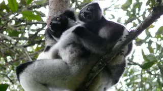 Indri+bebe