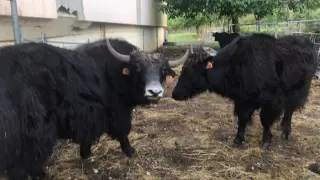 Primeros ejemplares de yaks domésticos, en una ganadería de Orós Bajo