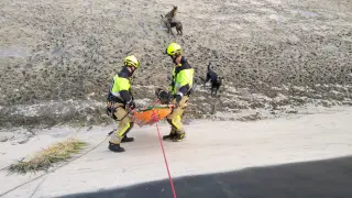 Los bomberos subieron a los animales a la camilla para sacarlos de la balsa.