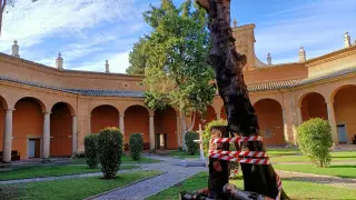 Este lunes se está finalizando la tala de los cipreses del patio del Museo de Huesca.