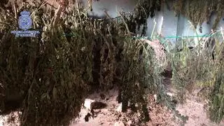 La Policía Nacional detiene a tres jóvenes que habían ocupado un chalet en Zaragoza donde cultivaban marihuana