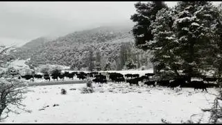 La ganadería de reses bravas de Alicia Chico es la única en España que realiza la trashumancia de largo recorrido, desde la sierra de Albarracín hasta Jaén.