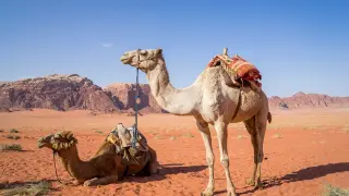 Los dueños de camellos que participan en este tipo de festivales, muy populares en el golfo Pérsico, recurren a los rellenos para resaltar las pestañas de los dromedarios y al bótox para reducir los tics y las señales nerviosas.