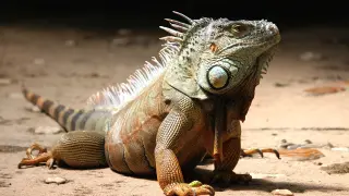iguana (jackson)