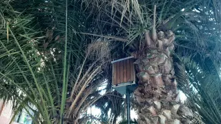Trampa para ratas instalada en las palmeras junto al Centro Cívico Tío Jorge.